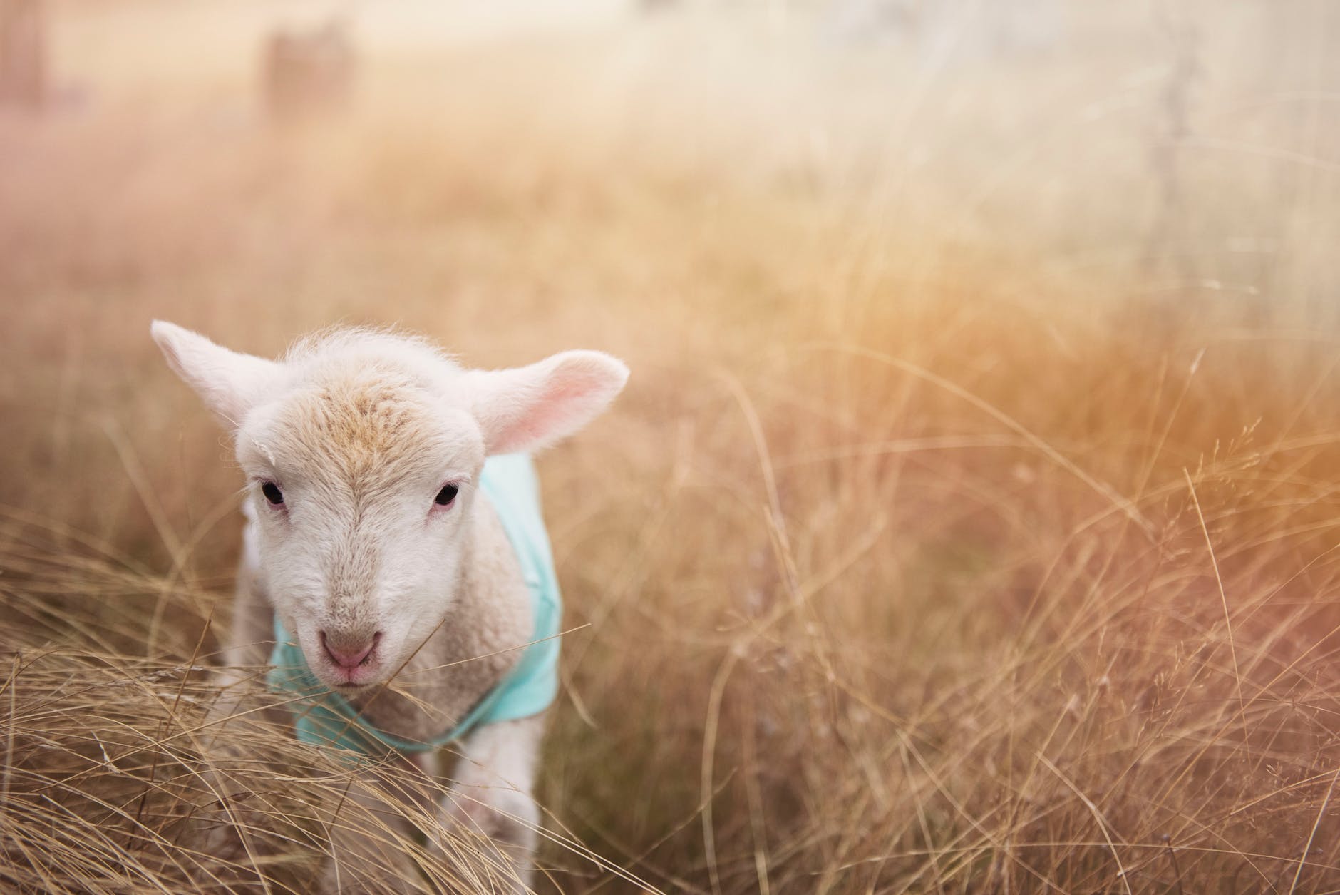 Discern the voice of the Good Shepherd