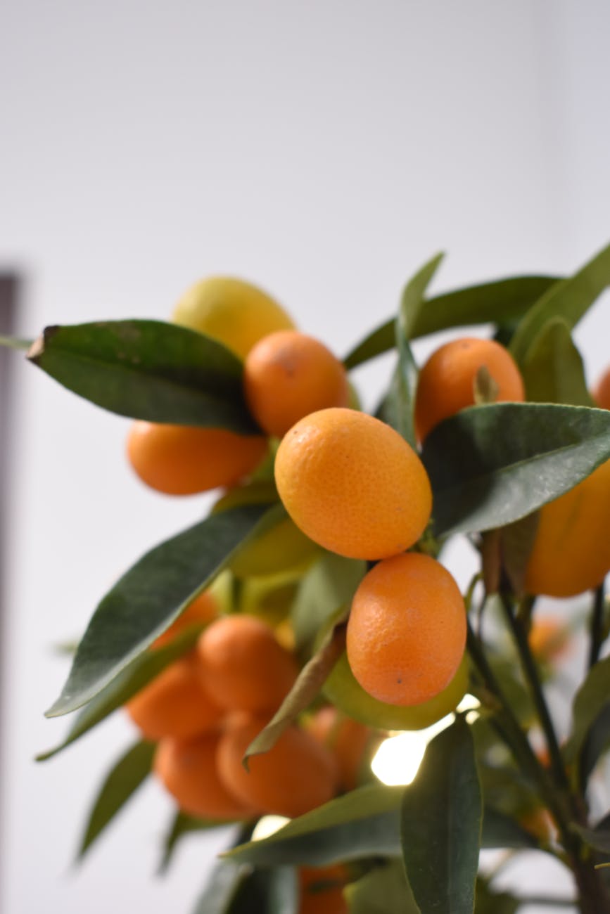 close up of tangerines plant