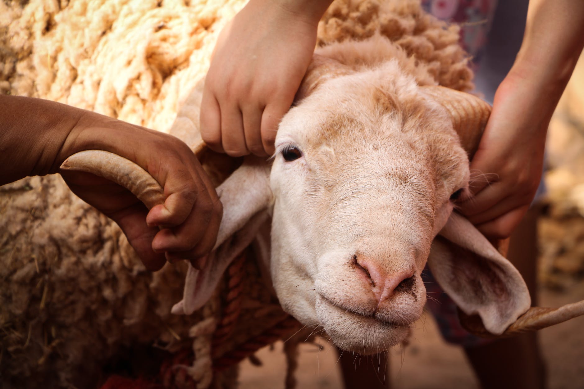 people holding a white sheep