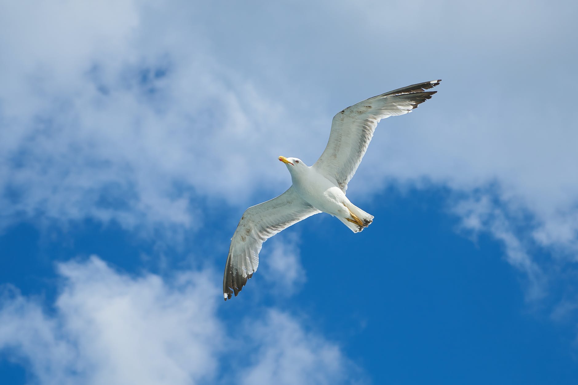flying seagull