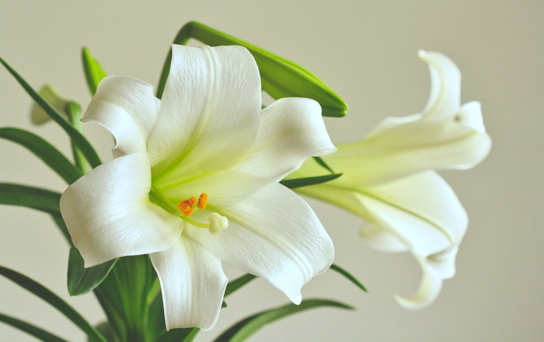 easter lily