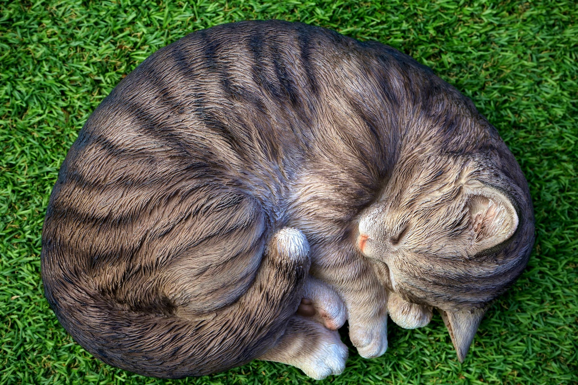 cat lying on green grass