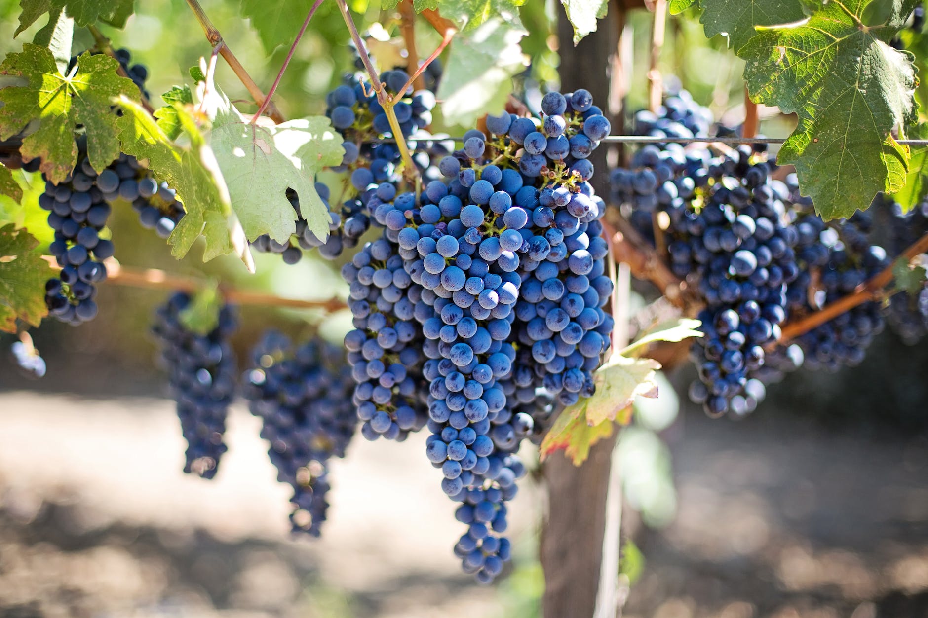 grapes vineyard vine purple grapes