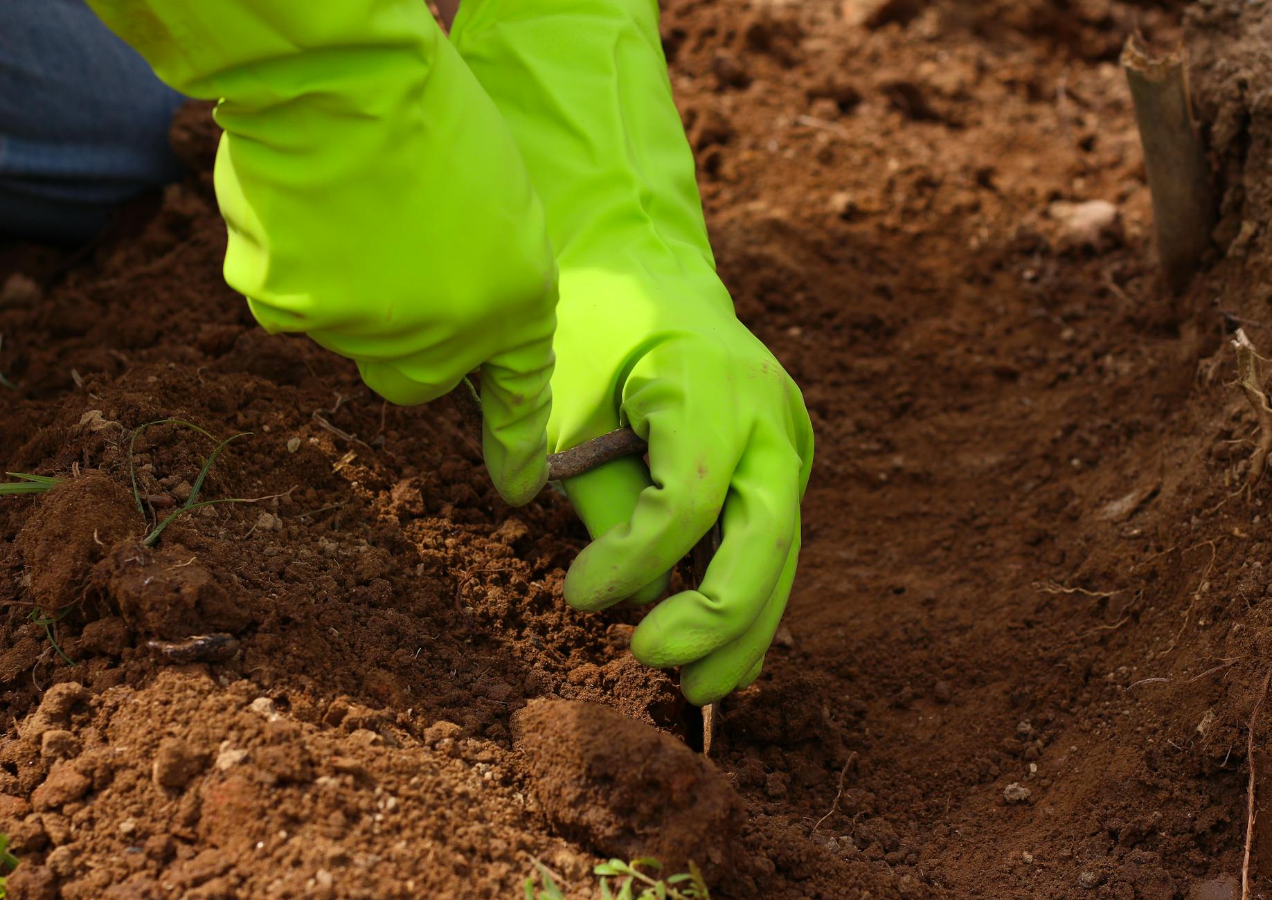 digging in the ground with a rusty trowel