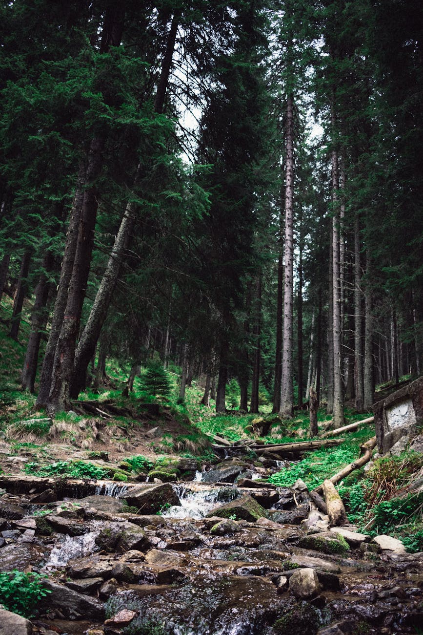 creek in a forest