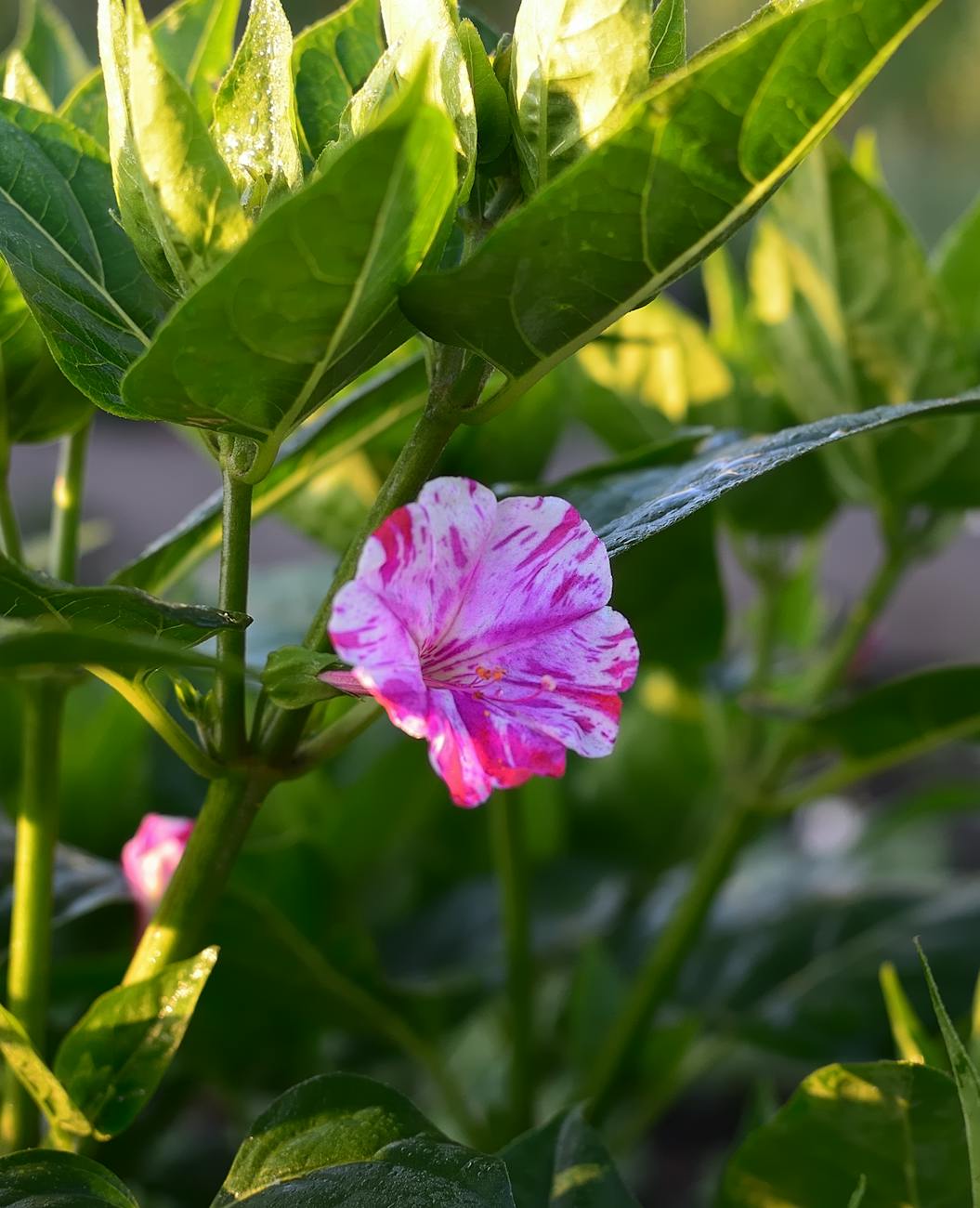 God alone does marvelous deeds