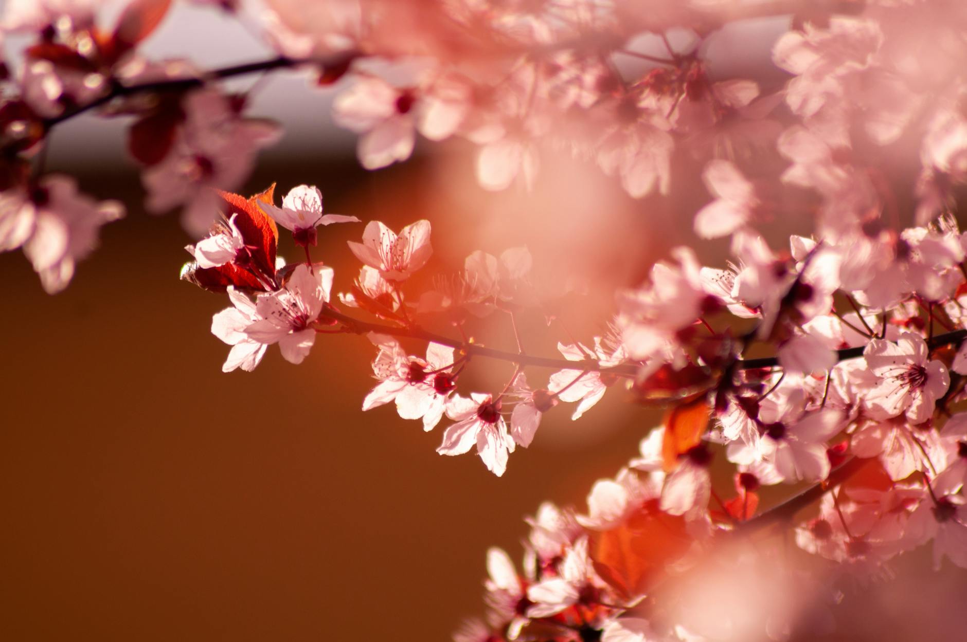 close up of blossom