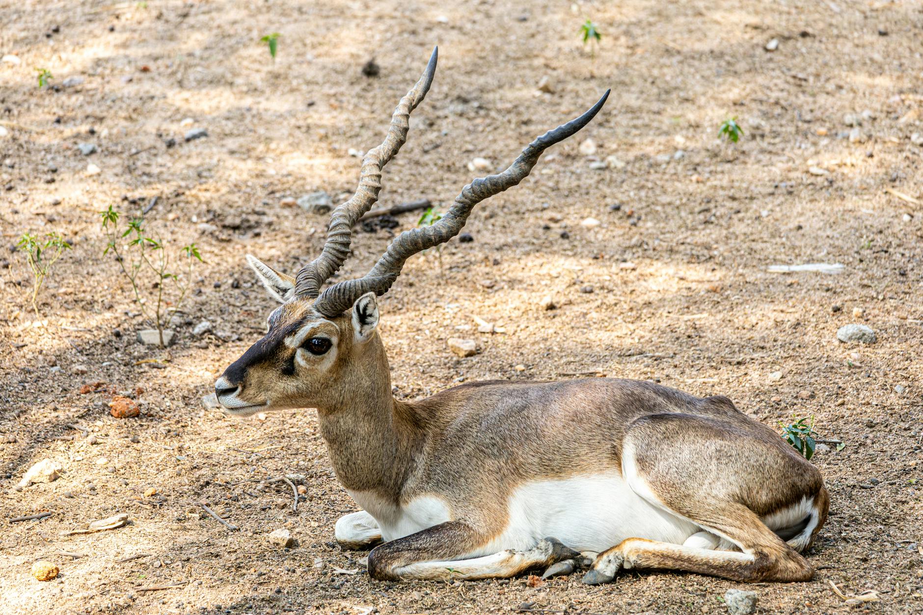 The Lord will sustain me!