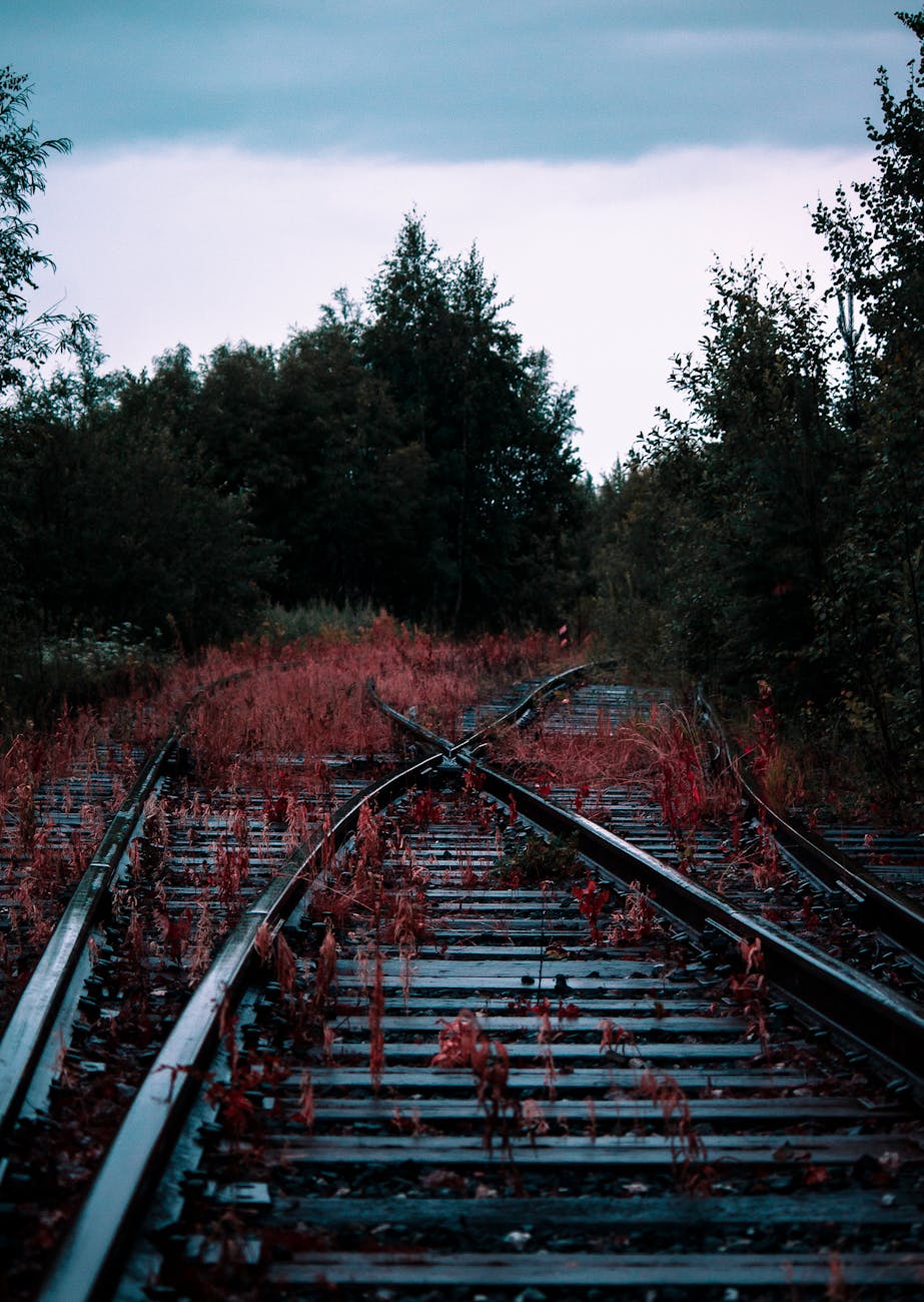 red metal train rail surrounded by trees