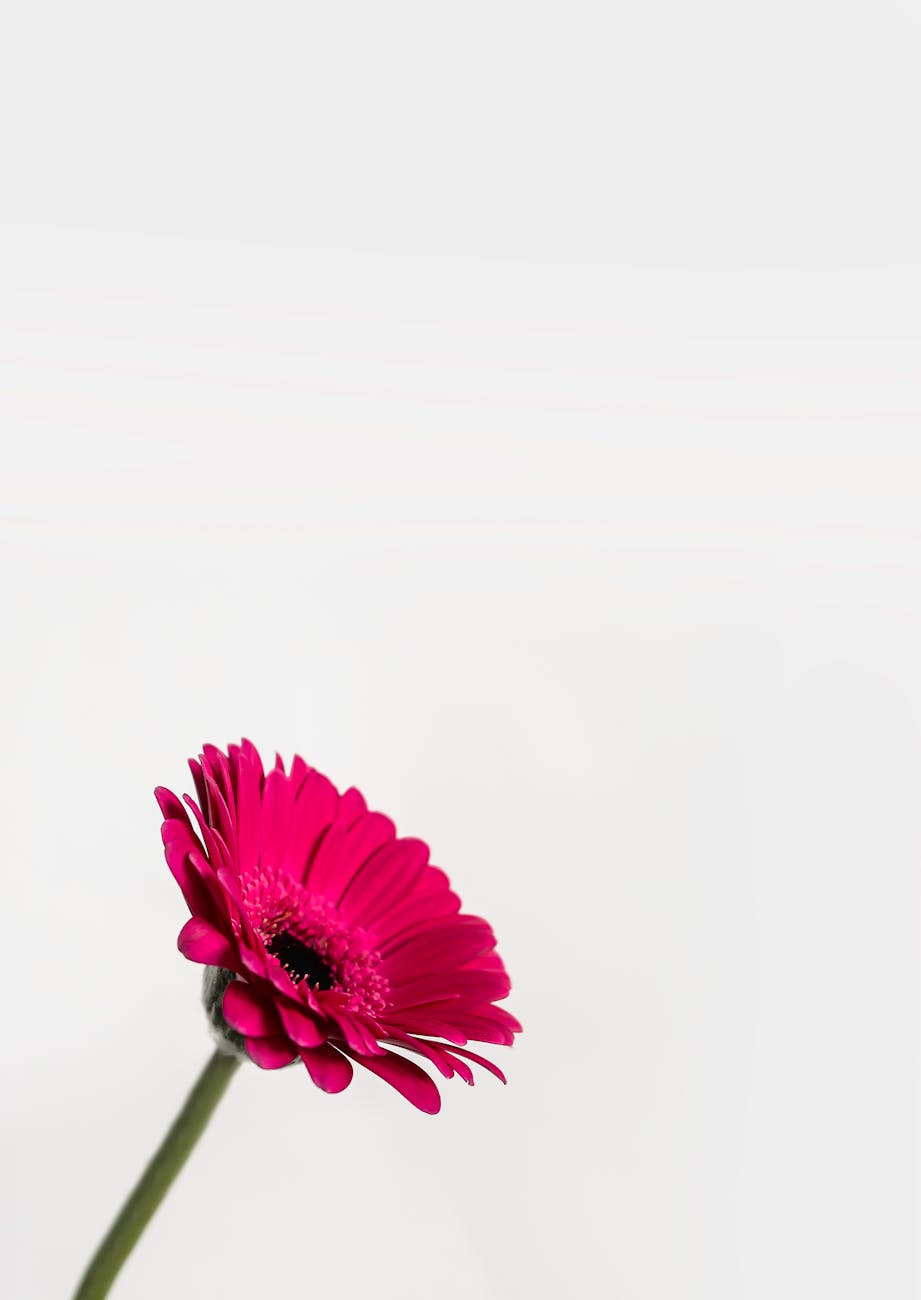 pink gerbera daisy in bloom