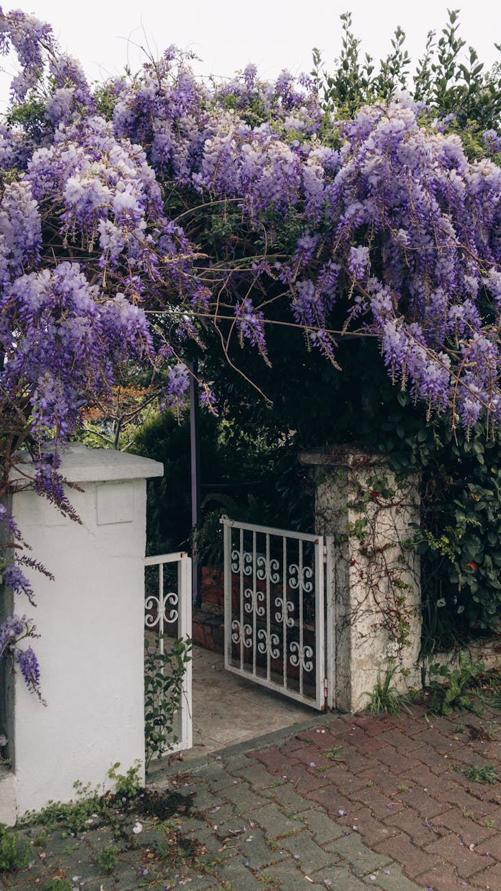 chinese wisteria over a wicket